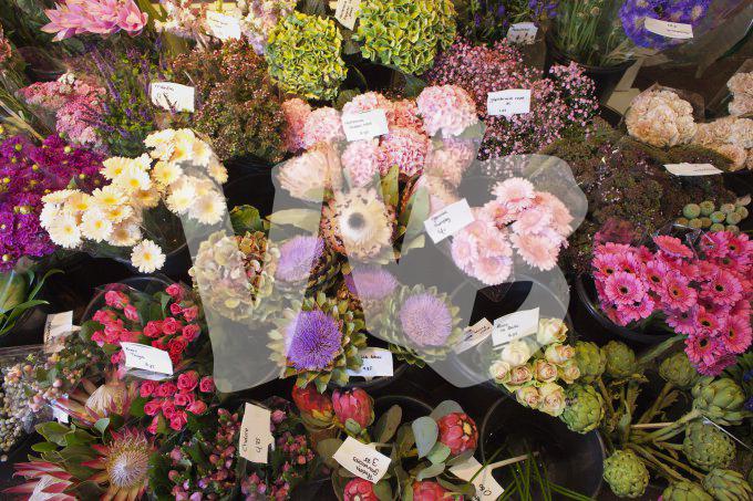 bloemen en planten vvbvanbree     1164